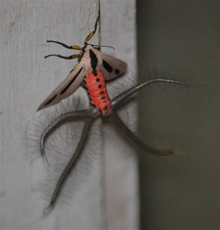 Australia's Terrifying Insects: A Guide to Scary Bugs in Australia