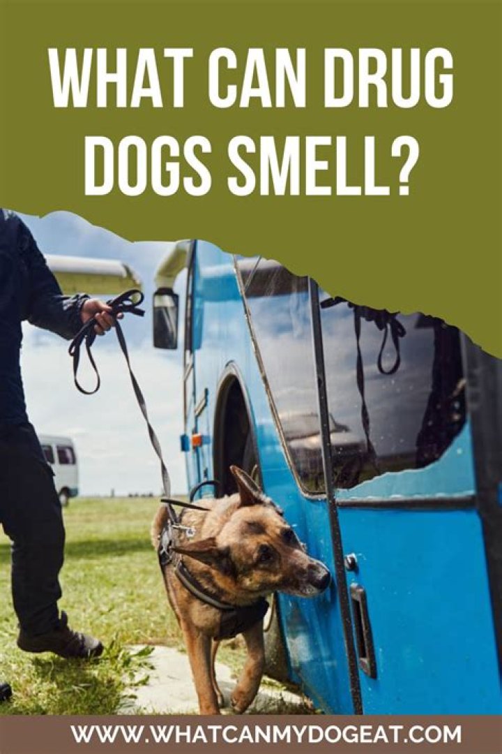 Can Drug Dogs Smell Prescription and Over-the-Counter Pills?