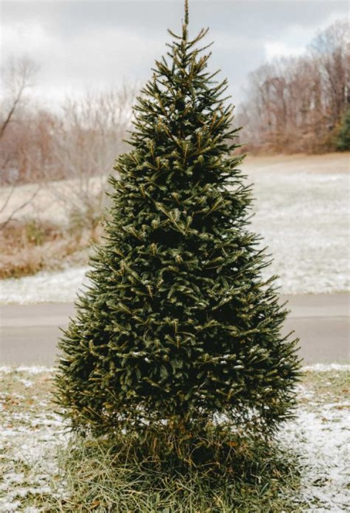 Christmas Tree Sales: Your Ultimate Guide to Finding the Perfect Tree