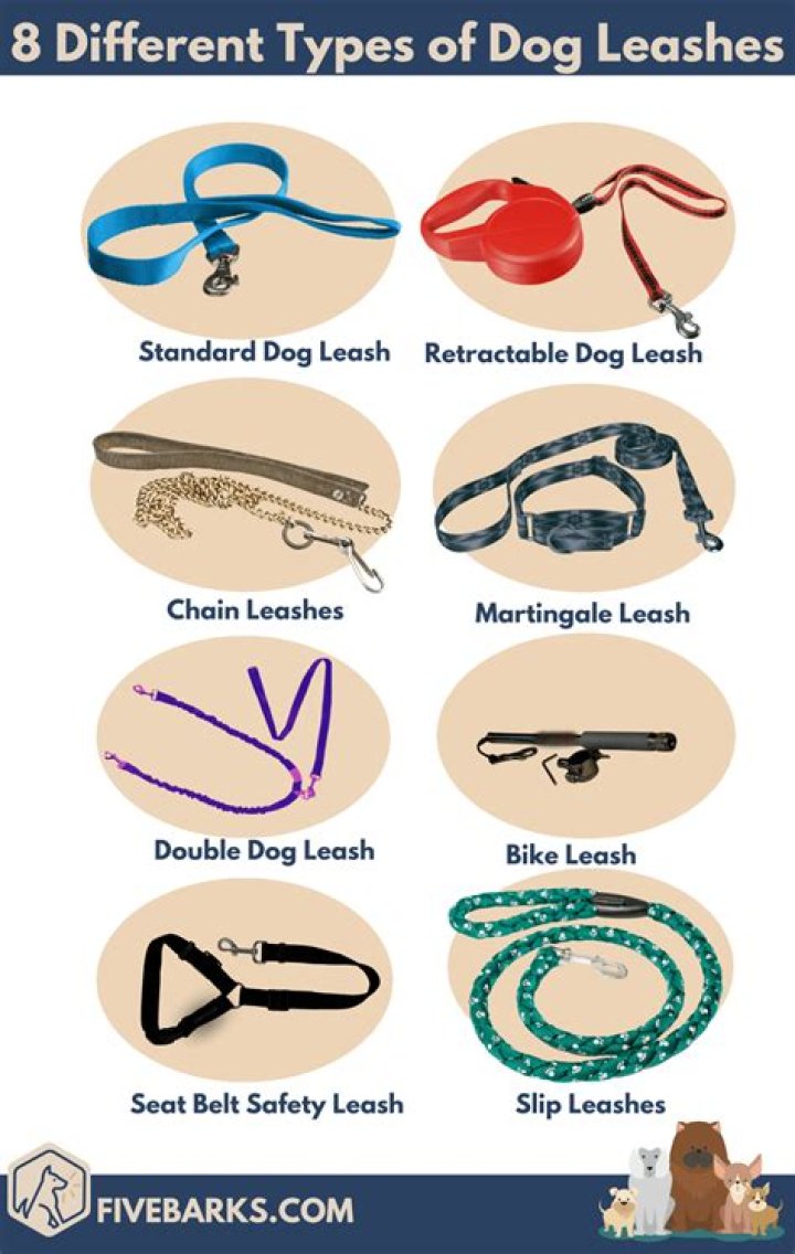 Comprehensive Guide to Choosing the Best Leashes for Dogs