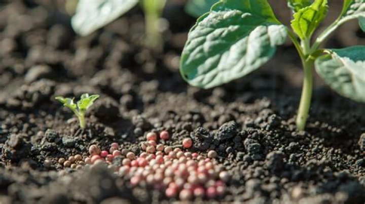Proven Techniques: Mastering Soil for Optimal Weed Plant Growth
