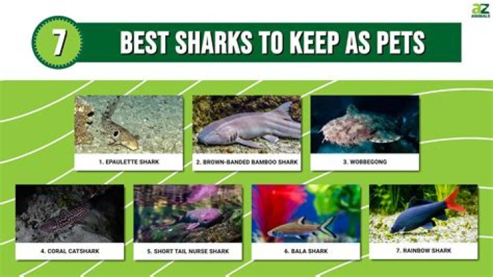 Shark Pet: The Ultimate Guide to Keeping Sharks as Pets