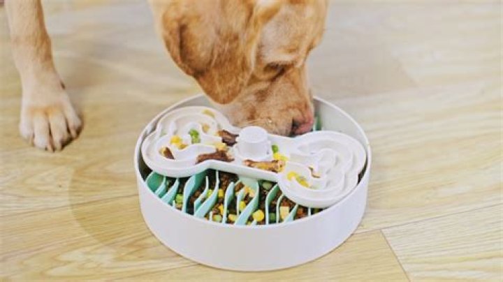 The Ultimate Guide to Dog Bowls: Choosing the Right One for Your Furry Friend